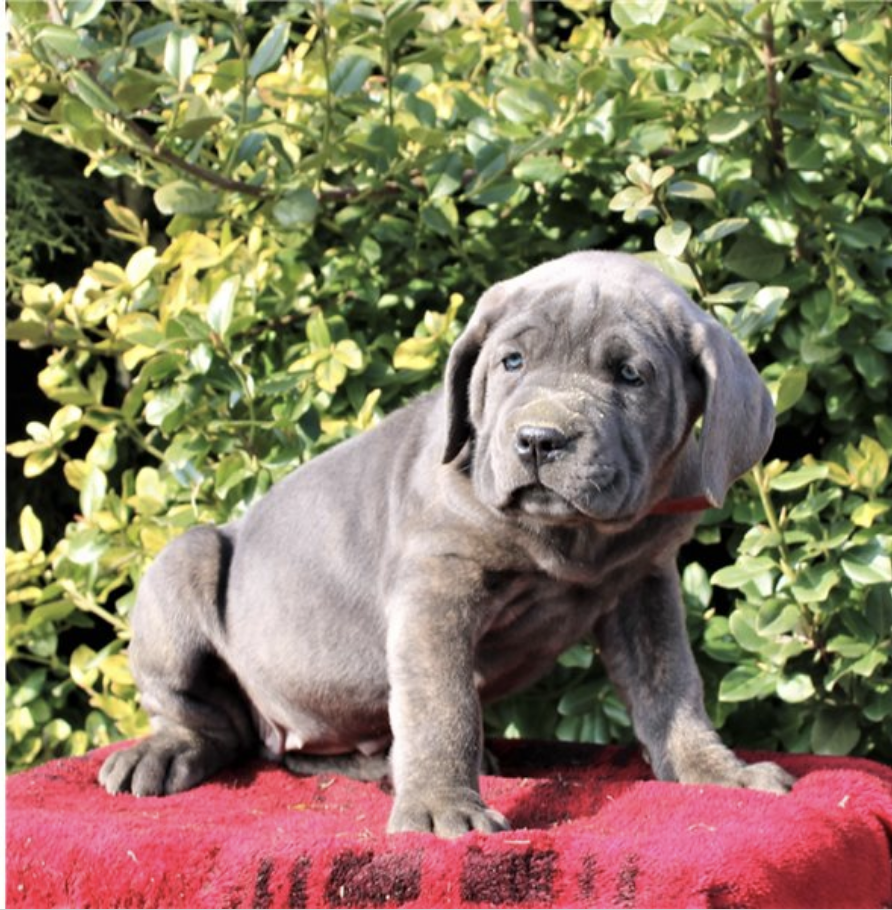 comprar cachorros sanos, baratos y asequibles para la venta